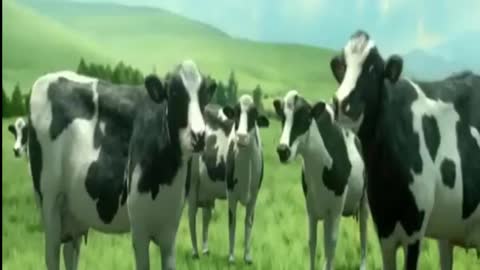 Funny Cow Dance | Funny Cow | Funny Cow Videos | Funny Cow Sound