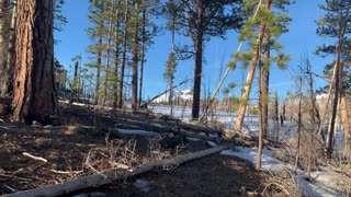 Beautiful Blue Sky Day – Upper Three Creek Lake Sno-Park – Central Oregon