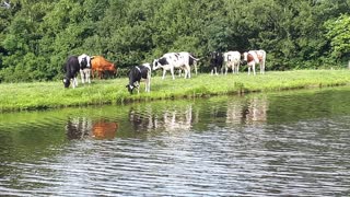 Herd of cows by the river in the Netherlands