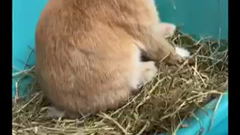 Cute Bunnies/ bunny life