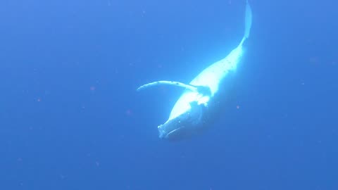 HUMPBACK WHALE IN TONGA