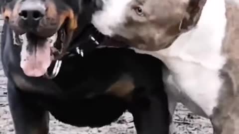 dog Fight|Rottweiler vs Pitbull| cute puppy status #tik_tok #tiktok #short #dogshort #dog #dogpuppy