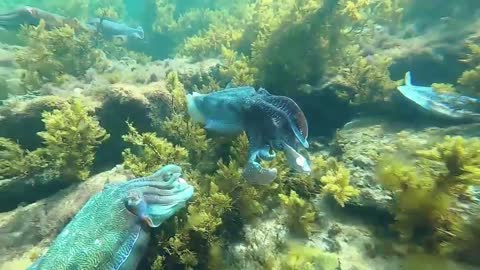 squid swimming