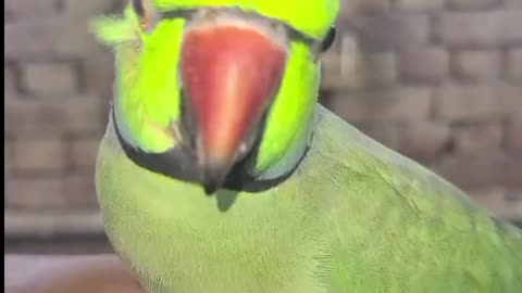 My lovely Parrot