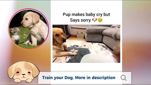 funny DOG video