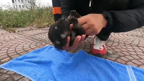 Attempts to save the poor 5-day-old newborn puppy - Adoption and making friends