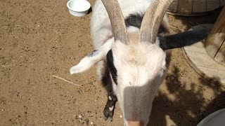 Joey the Goat Eating a Habanero Pepper