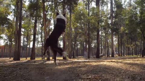 Dog catches a frisbee in mid air