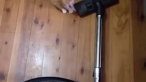 Vacuum cleaner surprises tiny kitten