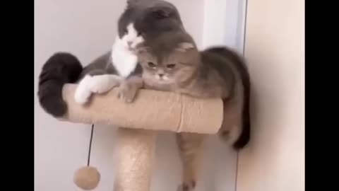 Dog & cat fascinated by mouse caught in live trap cage