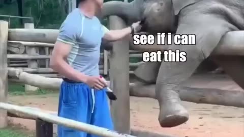 Baby elephant great work