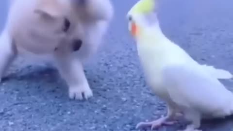 Baby dog and bird & lover