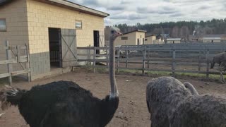 Ostrich. Ostrich Gives the Performance of His Life