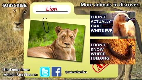 Lion - The king of the jungle - Animal Story