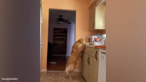 Dog Doing Funny Things