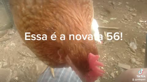 Minha nova galinha Embrapa 051