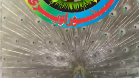Cute Bunny Relaxing Time Video And Peacock full Feathers Alnoor Ay