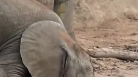 🐘"The Adorable Quirks of Baby Elephants' Thirsty Moments"