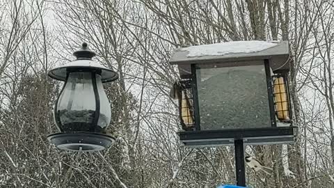 Mixed variety of birds in for their evening feeding