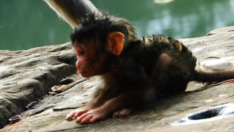 Few days old baby monkey is trying to walk, but she's still very weak.