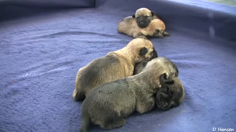Cairn Terrier's 2 Week Old Puppies