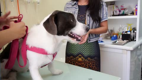 Veterinarian Doctor Making Checkup of Puppy Dog in Pet Clinic