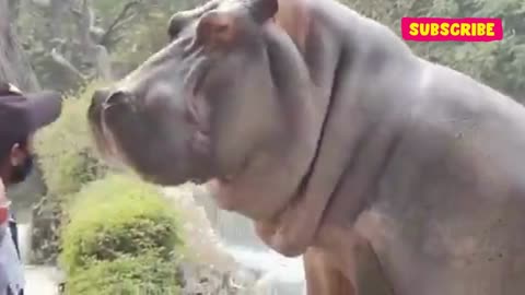 Hippo