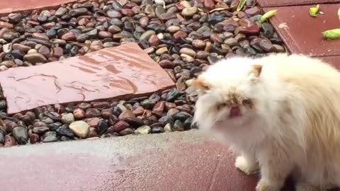 Funny cat compilation 2023 - This cat will make you laugh