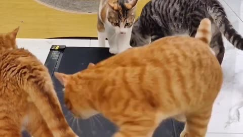 Beautiful cat running at gym style.😲😲