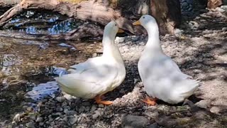 Two Grown Ducks have a special bond with each other