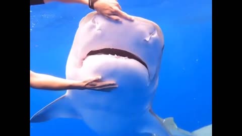 interaction with a TIGER SHARK