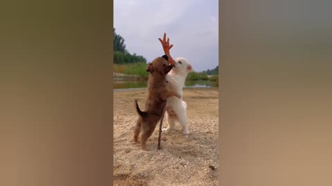 Dog video funny