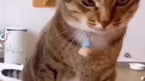 A cute barbaric orange cat annoys other cats