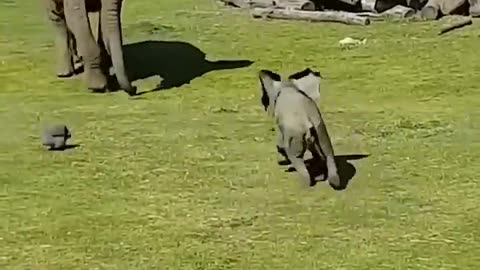 Baby Elephant chasing birds