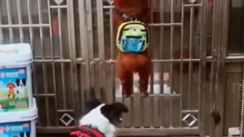 dog afraid to cock