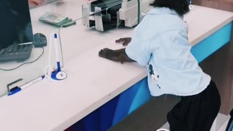 Monkey deposit cash in bank.Watch Till End & Enjoy.