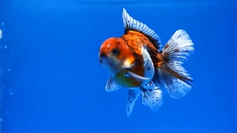 All types of Goldfish in one video