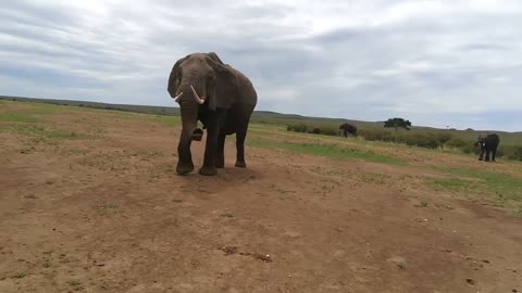 Elefante selvagen