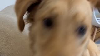 Goofy Golden Retriever Collides With Couch