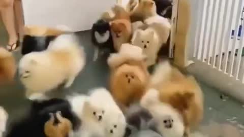 Cat dog videos