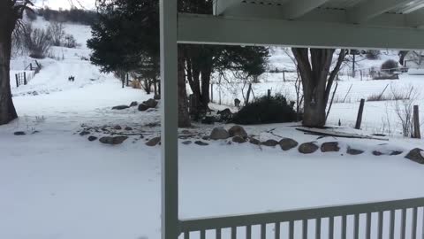 Three Mountain lions walk up to our front door.