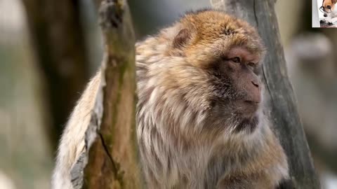 "Cute Monkey Babies Enjoying a Delicious Banana Feast: A Must-See Video!"