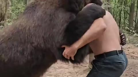 A bear attack on man this is most viral video from USA California forest