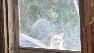 Cat Wants inside not my cat