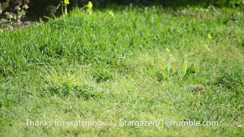 2021-09-16 Pigeon feeding on weed