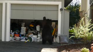 Bear Opens Garage Door