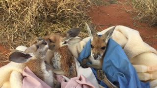 Baby Kangaroo Orphan Barry Meets His New Siblings