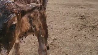 Baby calf firs steps