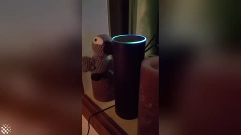 Pet parrot creates funny shopping list on Amazon Echo device