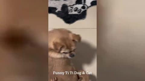 Best Funny Dog & Cat Video